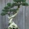 Favorite Bonsai Tree Ideas For Your Garden 05
