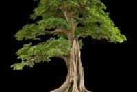 Favorite Bonsai Tree Ideas For Your Garden 06