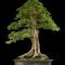 Favorite Bonsai Tree Ideas For Your Garden 06