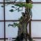 Favorite Bonsai Tree Ideas For Your Garden 07