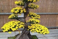 Favorite Bonsai Tree Ideas For Your Garden 08