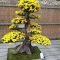 Favorite Bonsai Tree Ideas For Your Garden 08