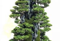 Favorite Bonsai Tree Ideas For Your Garden 10