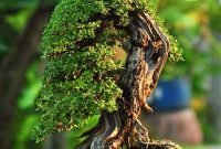 Favorite Bonsai Tree Ideas For Your Garden 11