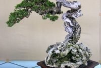 Favorite Bonsai Tree Ideas For Your Garden 14