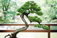 Favorite Bonsai Tree Ideas For Your Garden 15