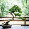 Favorite Bonsai Tree Ideas For Your Garden 15