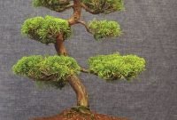 Favorite Bonsai Tree Ideas For Your Garden 16