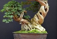 Favorite Bonsai Tree Ideas For Your Garden 17