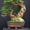 Favorite Bonsai Tree Ideas For Your Garden 17