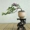 Favorite Bonsai Tree Ideas For Your Garden 18