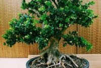 Favorite Bonsai Tree Ideas For Your Garden 19