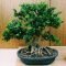 Favorite Bonsai Tree Ideas For Your Garden 19