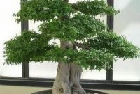Favorite Bonsai Tree Ideas For Your Garden 20