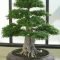 Favorite Bonsai Tree Ideas For Your Garden 20