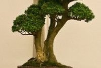 Favorite Bonsai Tree Ideas For Your Garden 21