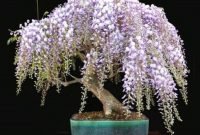 Favorite Bonsai Tree Ideas For Your Garden 22