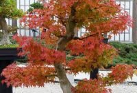 Favorite Bonsai Tree Ideas For Your Garden 23