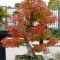 Favorite Bonsai Tree Ideas For Your Garden 23