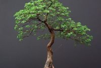 Favorite Bonsai Tree Ideas For Your Garden 24
