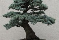Favorite Bonsai Tree Ideas For Your Garden 25