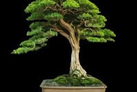 Favorite Bonsai Tree Ideas For Your Garden 26
