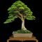 Favorite Bonsai Tree Ideas For Your Garden 26