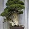 Favorite Bonsai Tree Ideas For Your Garden 27