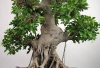 Favorite Bonsai Tree Ideas For Your Garden 28
