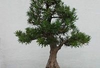 Favorite Bonsai Tree Ideas For Your Garden 30