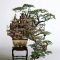 Favorite Bonsai Tree Ideas For Your Garden 34