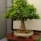 Favorite Bonsai Tree Ideas For Your Garden 35