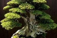 Favorite Bonsai Tree Ideas For Your Garden 36