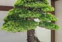 Favorite Bonsai Tree Ideas For Your Garden 37