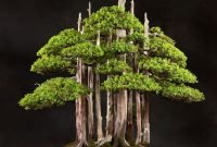 Favorite Bonsai Tree Ideas For Your Garden 38