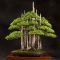 Favorite Bonsai Tree Ideas For Your Garden 38