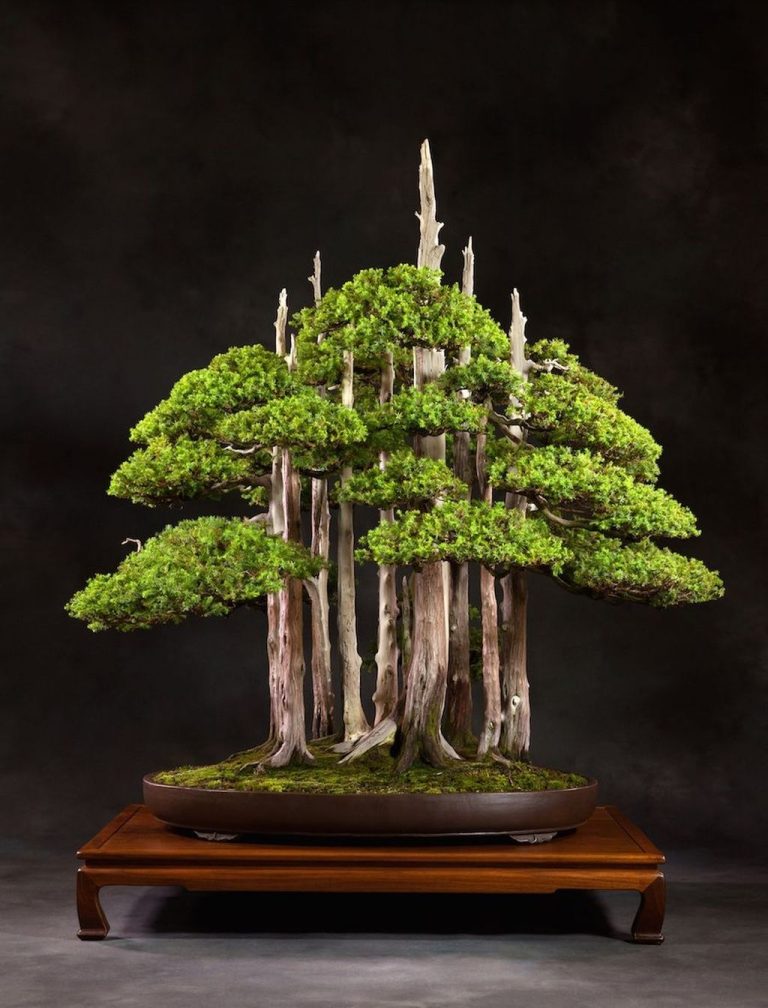 30+ Favorite Bonsai Tree Ideas For Your Garden