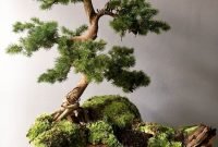 Favorite Bonsai Tree Ideas For Your Garden 39