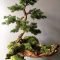 Favorite Bonsai Tree Ideas For Your Garden 39