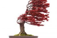 Favorite Bonsai Tree Ideas For Your Garden 40