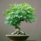 Favorite Bonsai Tree Ideas For Your Garden 41