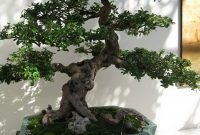 Favorite Bonsai Tree Ideas For Your Garden 42