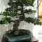Favorite Bonsai Tree Ideas For Your Garden 42