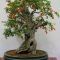 Favorite Bonsai Tree Ideas For Your Garden 43