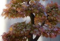 Favorite Bonsai Tree Ideas For Your Garden 44