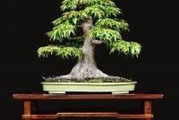 Favorite Bonsai Tree Ideas For Your Garden 45