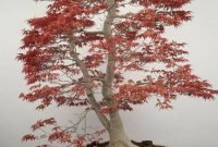 Favorite Bonsai Tree Ideas For Your Garden 47
