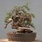 Favorite Bonsai Tree Ideas For Your Garden 48