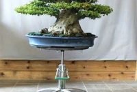 Favorite Bonsai Tree Ideas For Your Garden 49