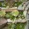 Awesome Succulent Garden Ideas In Your Backyard 01